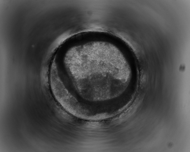 X0000103911455200810311421
