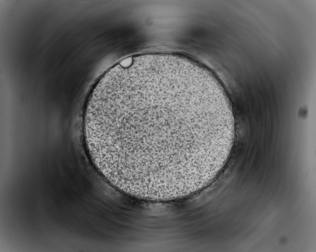 X0000103911459200810311421