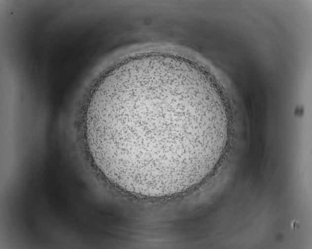 X0000103911496200810311420