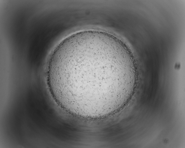X0000103911504200810311420