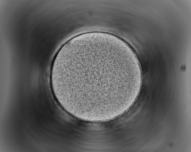 X0000103911508200810311420