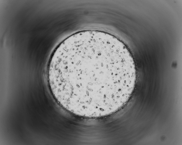X0000103911517200810311420