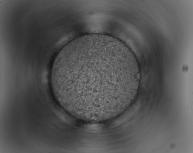X0000103930161200809261711