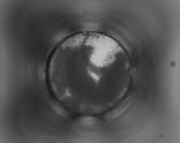 X0000103930203200809261711