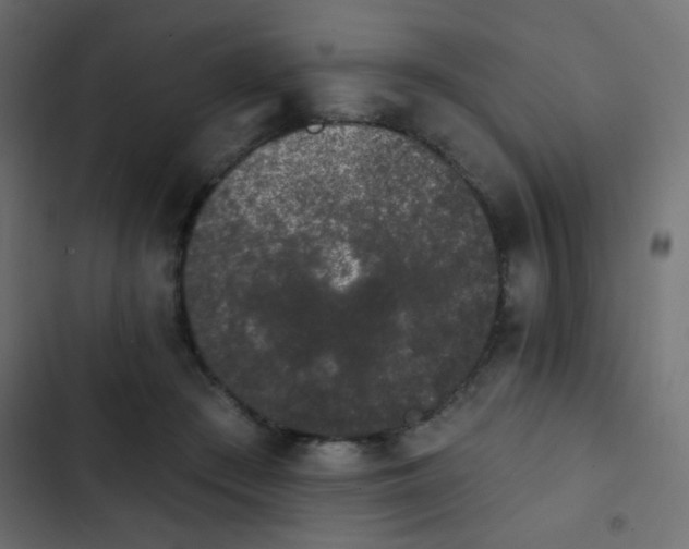 X0000103930409200809261708