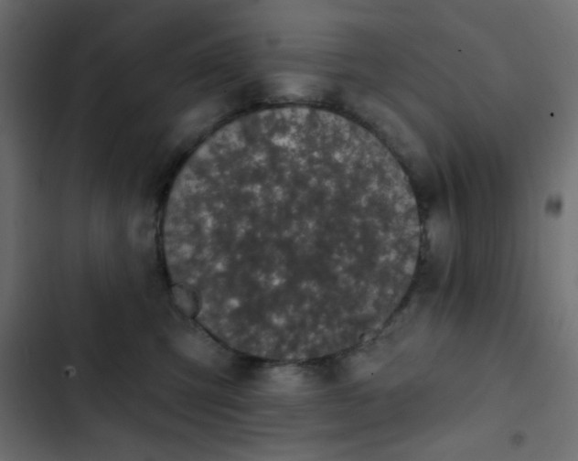 X0000103930423200809261707