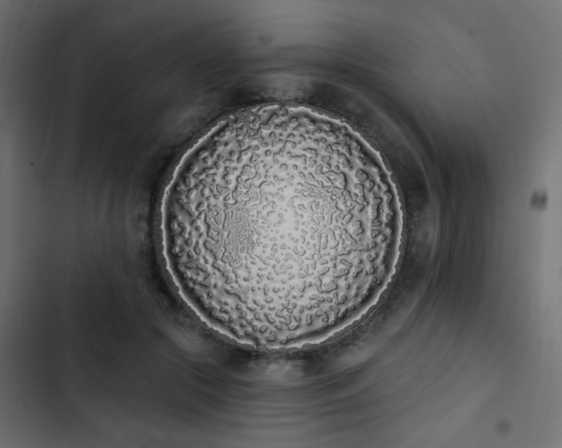 X0000103930553200809261706
