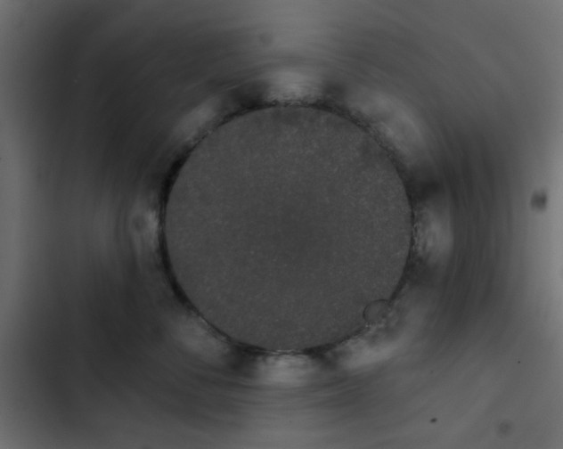 X0000103930716200809261703