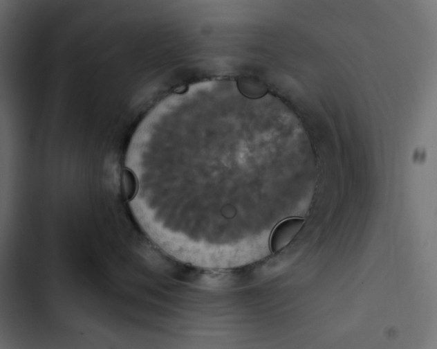 X0000103930720200809261703