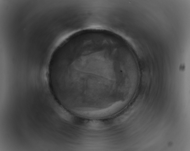 X0000103931319200809261655