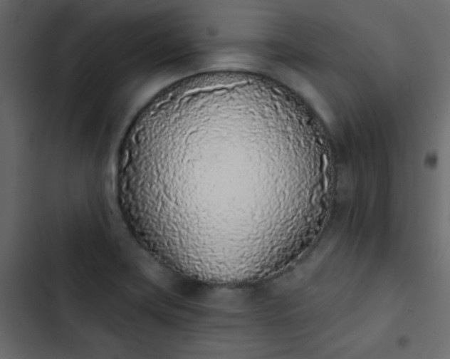 X0000103931419200809261653