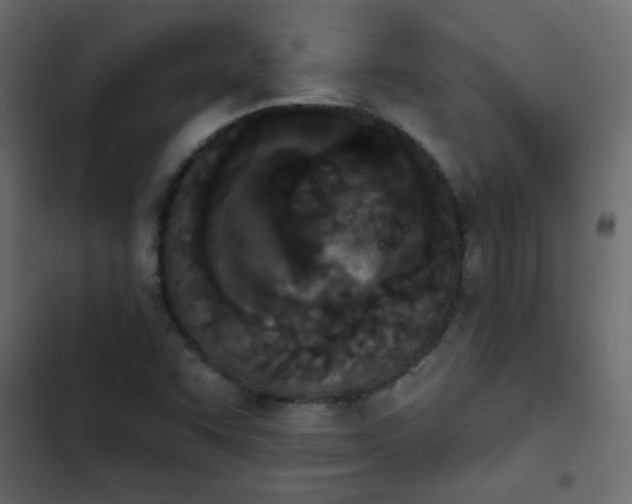 X0000103931455200809261652