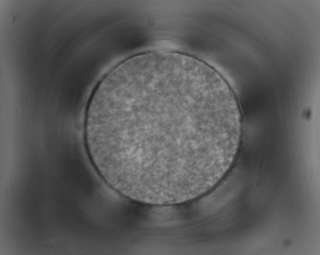 X0000103931477200809261652