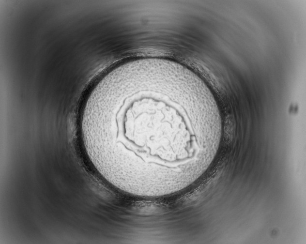 X0000103930351200810101358