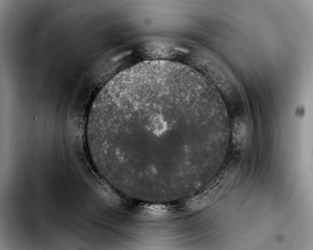 X0000103930409200810101358