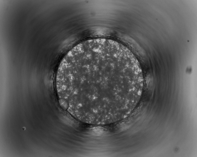 X0000103930423200810101357