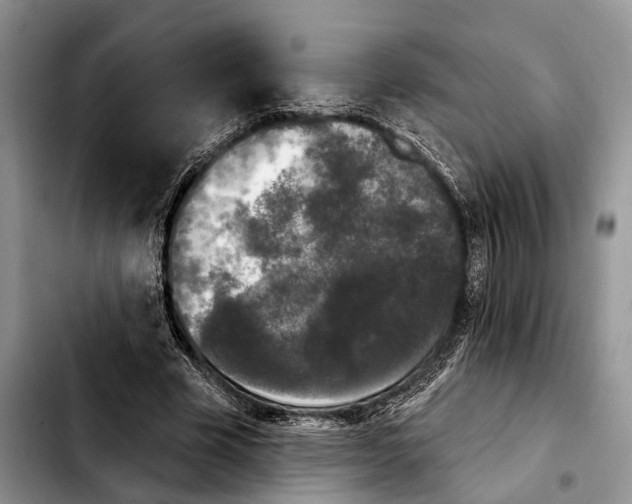 X0000103930585200810101355