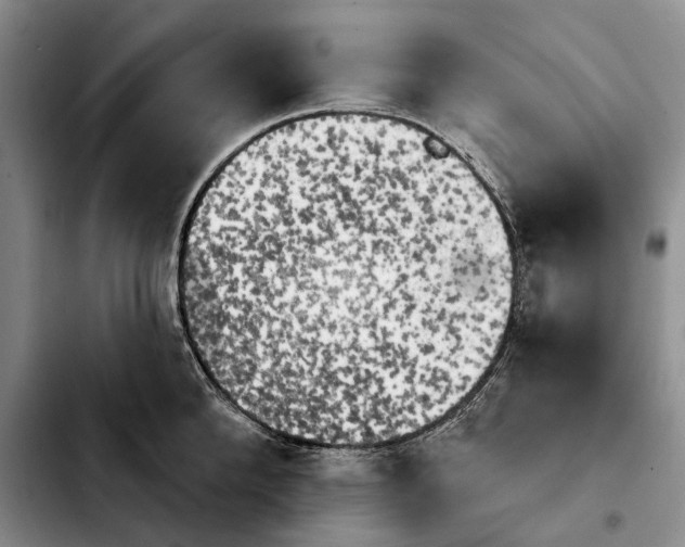 X0000103930904200810101350