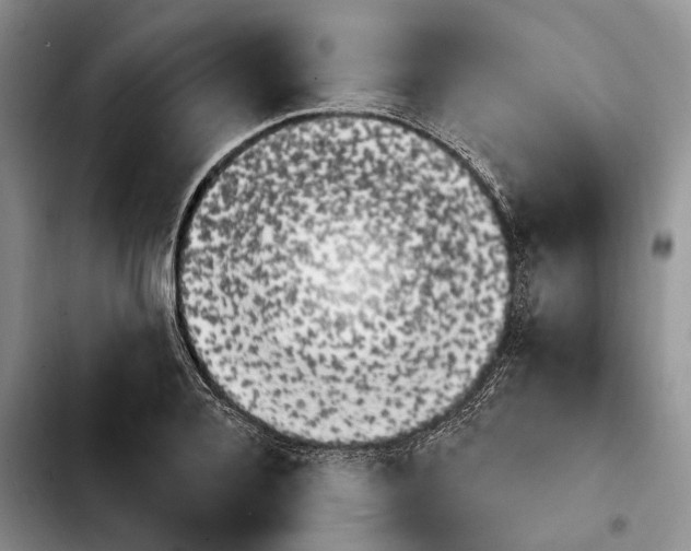 X0000103930936200810101350