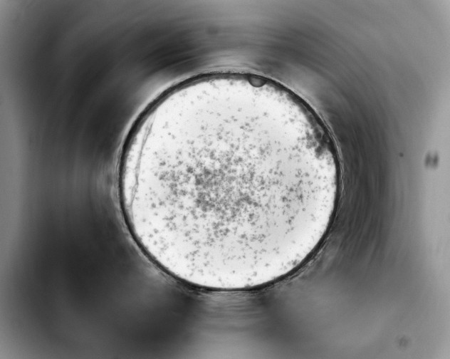 X0000103931392200810101343