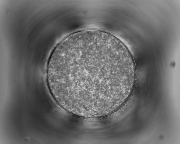 X0000103931477200810101342