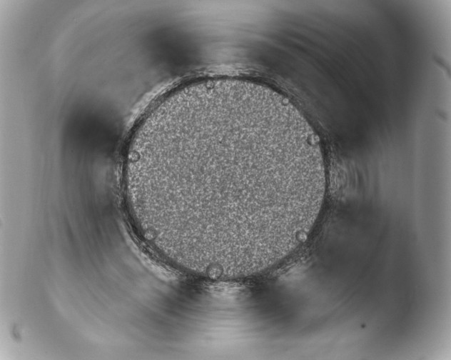 X0000103930444200810171755