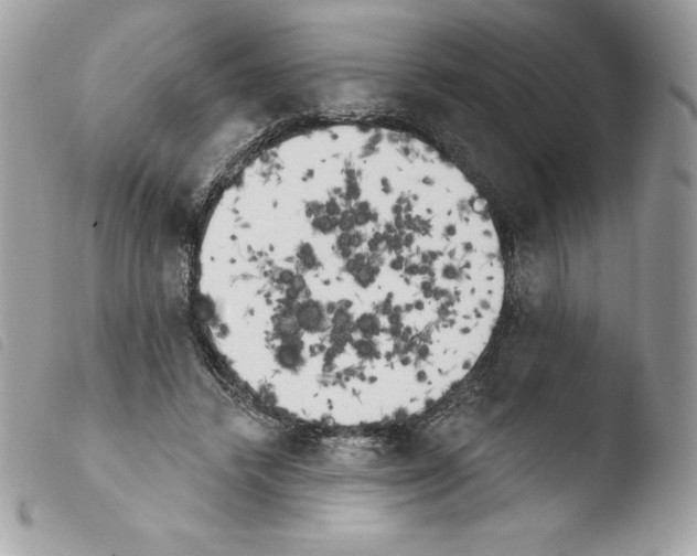 X0000103930448200810171755