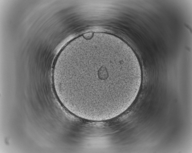 X0000103930853200810171750