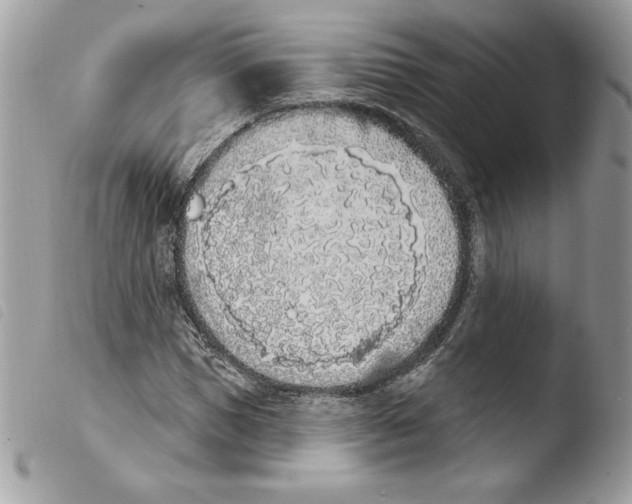 X0000103930921200810171748