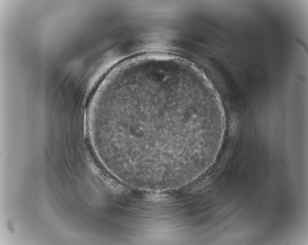 X0000103931323200810171742