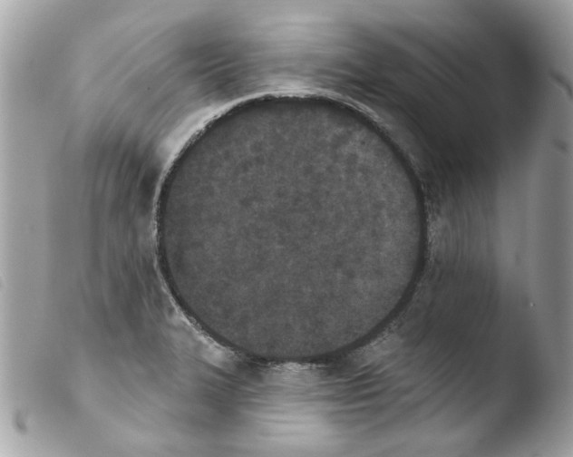 X0000103931327200810171742