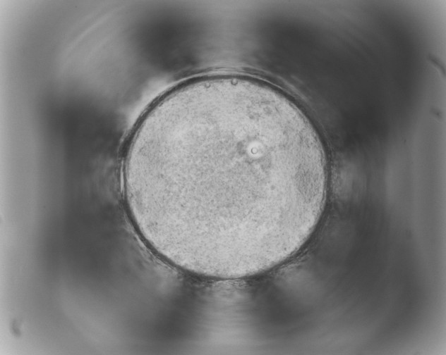 X0000103931368200810171741