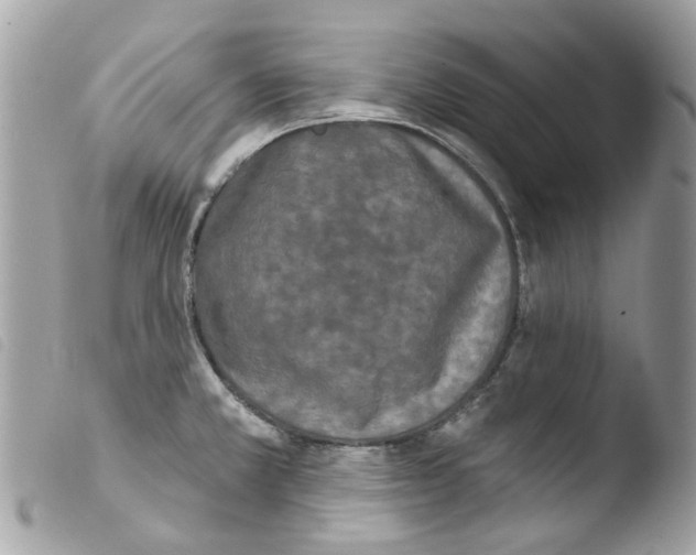 X0000103931381200810171741