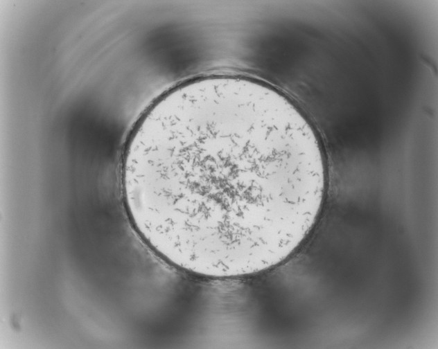 X0000103931384200810171741