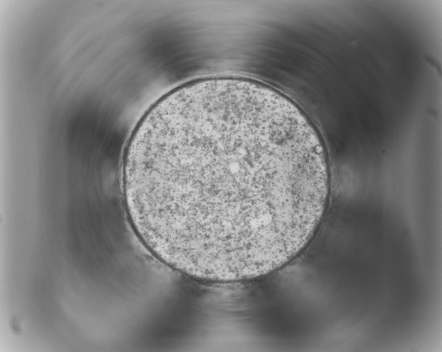 X0000103931388200810171741