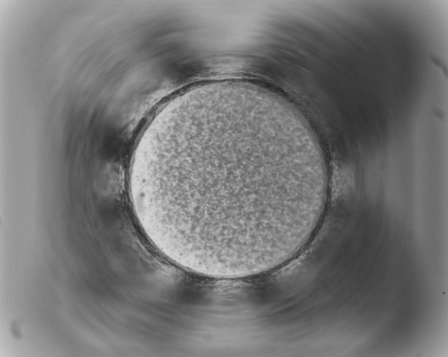 X0000103931449200810171740