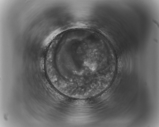 X0000103931455200810171740