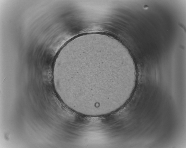 X0000103931457200810171740