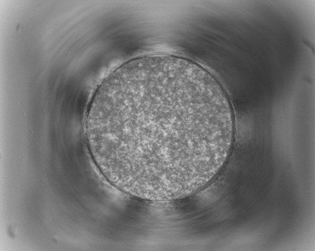 X0000103931477200810171740