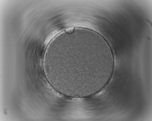 X0000103931529200810171739