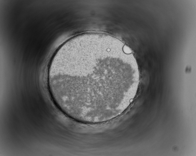 X0000103930005200810311528