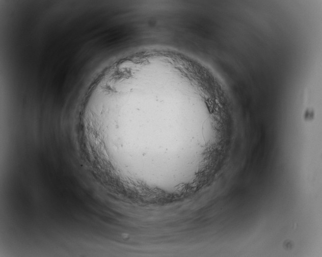 X0000103930015200810311528