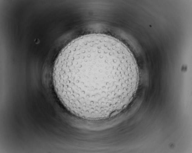 X0000103930026200810311527
