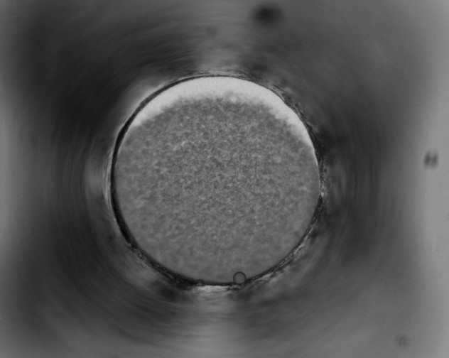 X0000103930052200810311527