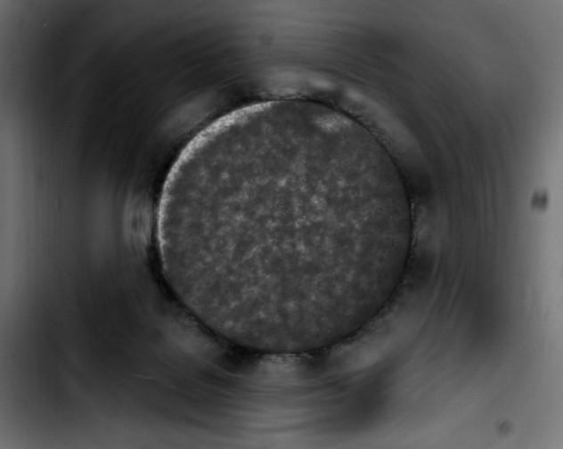 X0000103930076200810311527