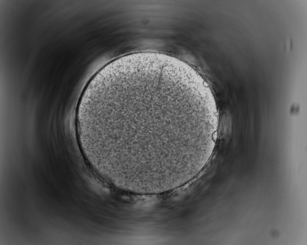 X0000103930099200810311526