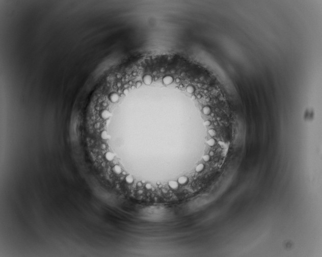 X0000103930119200810311526
