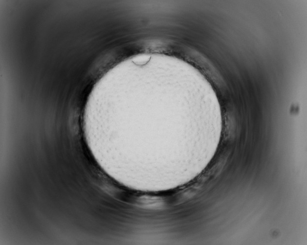 X0000103930169200810311525