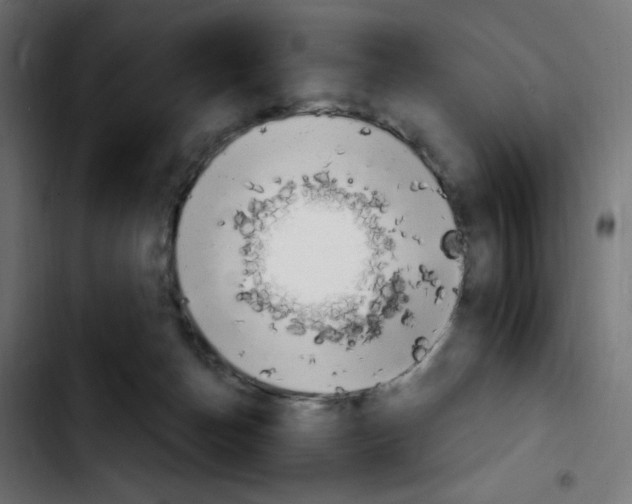 X0000103930174200810311525
