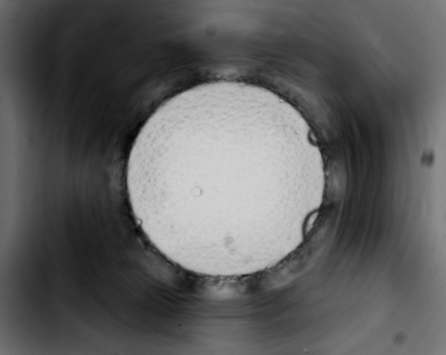 X0000103930181200810311525